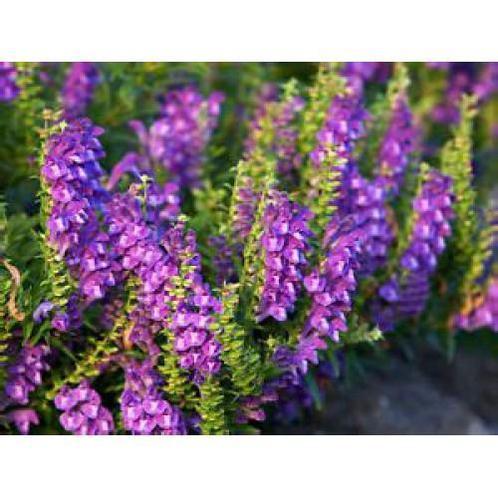 Glidkruid (Scutellaria Baicalensis) - 100 Capsules, Sport en Fitness, Gezondheidsproducten en Wellness, Poeder of Drank, Nieuw