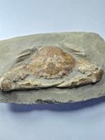 Grote Krab - Gefossiliseerd dier - 18 cm (Zonder
