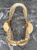 Tijgerhaai Kaak - Galeocerdo cuvier - 53.5 cm - 37.5 cm - 23