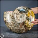 Natuurlijke zeldzame kleur ammoniet Fossiel- 8384.29 g, Verzamelen, Mineralen en Fossielen