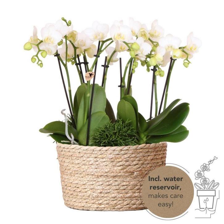 Kolibri Orchids | witte plantenset in Reed Basket incl. wate, Huis en Inrichting, Woonaccessoires | Wanddecoraties, Nieuw, Verzenden