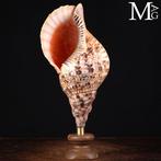 Tritons – Schelpen van de Charonia-geslacht Charonia, Nieuw