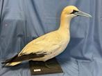 Sula bassana Taxidermie volledige montage - Morus bassanus, Nieuw