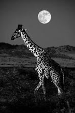 Arnold Mariashin - Moonlit - XL - No reserve, Antiek en Kunst