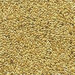 Witzaad 5 kilo - Overige zaden    - Vogelzaad    - Vogelvoer, Dieren en Toebehoren, Verzenden, Nieuw