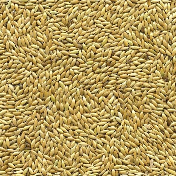 Witzaad 5 kilo - Overige zaden    - Vogelzaad    - Vogelvoer, Dieren en Toebehoren, Vogels | Toebehoren, Nieuw, Verzenden