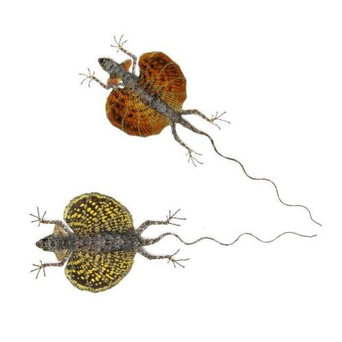 Set van (2) Draco Vliegende Hagedissen Taxidermie volledige, Verzamelen, Dierenverzamelingen