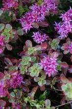 Vetkruid Sedum spurium Splendens 5-10 Pot P9