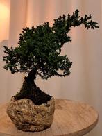Jeneverbes bonsai (Juniperus) - Hoogte (boom): 17 cm -