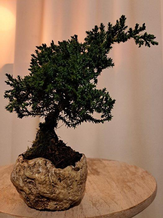 Jeneverbes bonsai (Juniperus) - Hoogte (boom): 17 cm -, Antiek en Kunst, Curiosa en Brocante