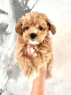Echte MALTIPOO pups , F1 maltezer x toy poedel, Parvo, Overige rassen, 8 tot 15 weken, Meerdere