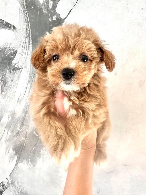 Echte MALTIPOO pups , F1 maltezer x toy poedel, Dieren en Toebehoren, Honden | Chihuahua's en Gezelschapshonden, Meerdere, Meerdere dieren