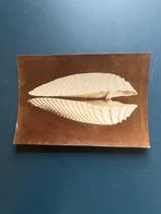 Harold Bastin - Een grote Pholas-schelp