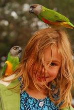 jonge papegaai in diverse kleuren, Dieren en Toebehoren, Vogels | Parkieten en Papegaaien, Meerdere dieren, Papegaai, Pratend