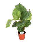 Calathea Orbifolia - Ø17cm - 60cm, Verzenden
