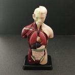 Anatomisch model- Plastic, buikspieren - Anatomisch, Antiek en Kunst, Antiek | Wandborden en Tegels