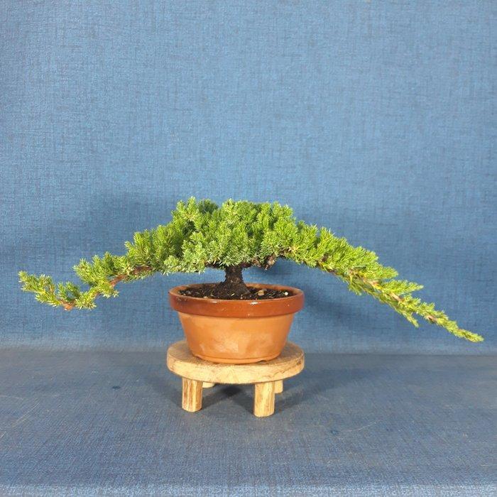 Jeneverbes bonsai (Juniperus) - Hoogte (boom): 10 cm -, Antiek en Kunst, Curiosa en Brocante