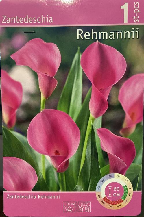 Zantedeschia ‘Rehmannii’ 10 bollen – Elegante Roze Aronskelk, Tuin en Terras, Bloembollen en Zaden, Bloembol, Voorjaar, Verzenden