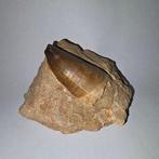 . Marokko - Khouribga Préhistorische Mosasaurustand -, Postzegels en Munten