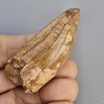 Large Dinosaur - Fossiele tand - Carcharodontosaurus, Verzamelen, Mineralen en Fossielen
