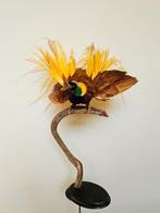 Greater Bird of Paradise Taxidermie volledige montage -, Verzamelen, Dierenverzamelingen, Nieuw