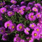 Aster (D) Starlight - Potmaat 9x9 cm, Ophalen of Verzenden