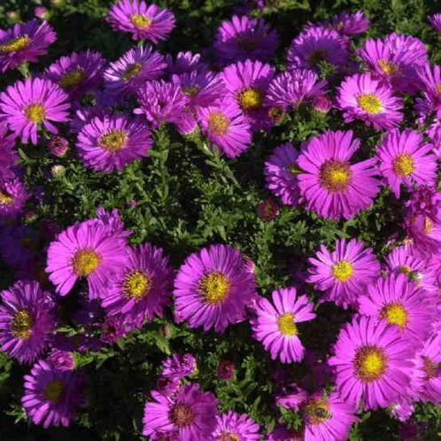 Aster (D) Starlight - Potmaat 9x9 cm, Tuin en Terras, Planten | Tuinplanten, Ophalen of Verzenden