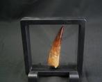 Spinosaurus - Fossiele tand - Spinosaurus aegyptiacus, Verzamelen, Mineralen en Fossielen