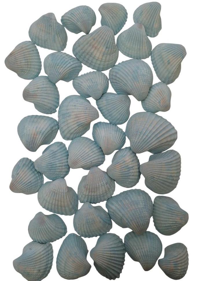 Chippy Big Pastel schelpen Blue washed 1 kilo, Hobby en Vrije tijd, Knutselen, Nieuw, Ophalen of Verzenden