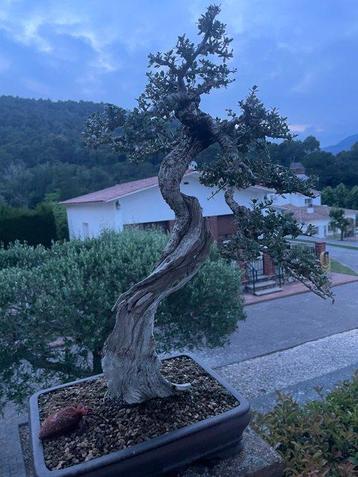 Olijf bonsai (Olea europaea) - Hoogte (boom): 52 cm - Diepte beschikbaar voor biedingen