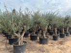 Olijfbomen met grillige stammen te koop!!!!!! (Olijfboom), Tuin en Terras, In pot, Olijfboom, Zomer, Volle zon