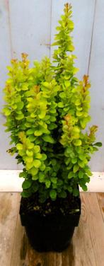 Berberis groengeel 40 cm - Warentuin Natuurlijk, Tuin en Terras, Planten | Bomen, Verzenden