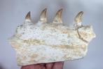 Mosasaurus - Fossiele tand - leiodon anceps pterygoid