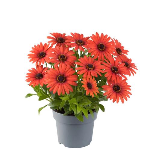 Spaanse Margriet - Oranje, Tuin en Terras, Planten | Tuinplanten, Ophalen of Verzenden