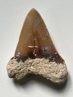 Megalodon tand 6,3 cm - Fossiele tand - Carcharocles, Nieuw