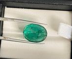 Zonder Minimumprijs Groen Smaragd - 8.47 ct - Lotus Gemology, Nieuw