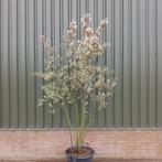 Meerstammige krentenboom | Amelanchier lamarckii, Tuin en Terras, Planten | Bomen