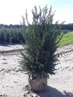 Venijnboom (Taxus Baccata) mooie volle van 80 tot 150 cm, Tuin en Terras, Haag, Taxus, 100 tot 250 cm