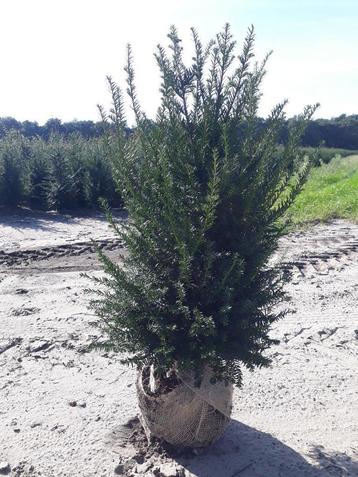 Venijnboom (Taxus Baccata) mooie volle van 60 tot 125 cm beschikbaar voor biedingen