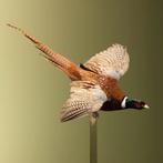 Fazant Vliegend Taxidermie Opgezette Dieren By Max, Verzamelen, Ophalen of Verzenden, Nieuw, Vogel, Opgezet dier
