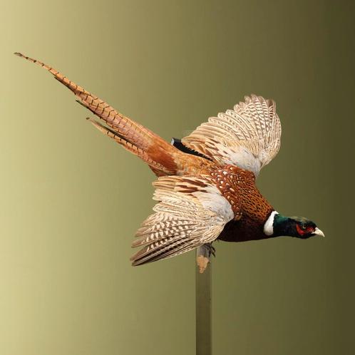 Fazant Vliegend Taxidermie Opgezette Dieren By Max, Verzamelen, Dierenverzamelingen, Opgezet dier, Nieuw, Vogel, Ophalen of Verzenden