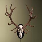 Edelhert Gewei Taxidermie Opgezette Dieren By Max, Verzamelen, Dierenverzamelingen, Ophalen of Verzenden, Nieuw, Wild dier, Opgezet dier