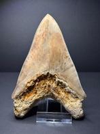 White Megalodon Tooth - Fossiele tand - 12.5 cm