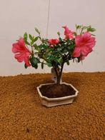 Azalea bonsai (Rhododendron) - Hoogte (boom): 25 cm - Diepte