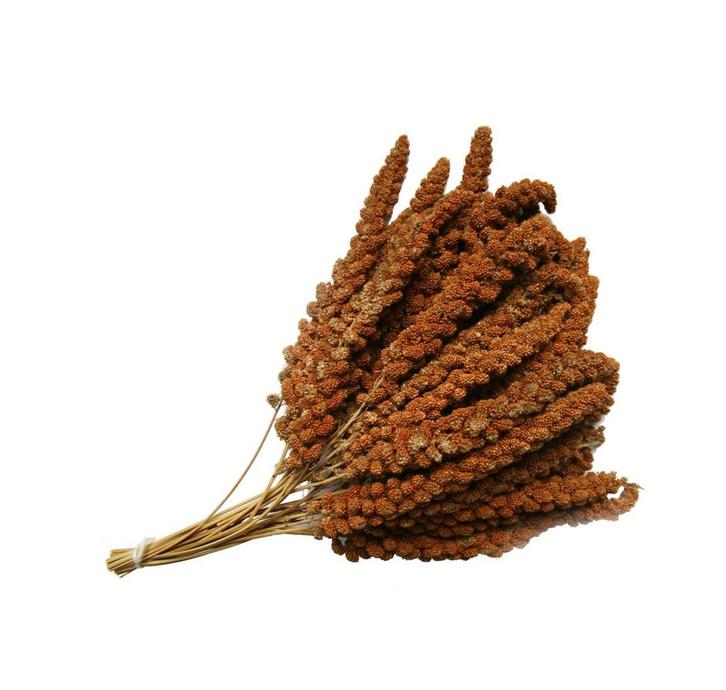 Franse rode trosgierst – Natuurlijk en gezond vogelvoer -, Dieren en Toebehoren, Vogels | Toebehoren, Nieuw, Verzenden