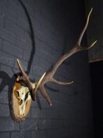 abnormal Red Stag Trophy Schedel - Cervus elaphus - 60 cm -, Nieuw