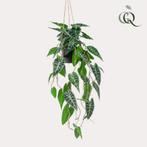 Kunstplant - Alocasia - Olifantsoor - 80 cm, Verzenden, Nieuw