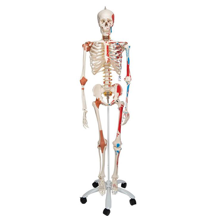 Anatomie model menselijk skelet met origo en insertie va..., Sport en Fitness, Massageproducten