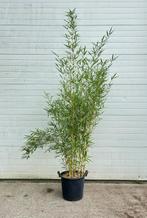 Fargesia Robusta Campbell (5/30 liter pot)(niet-woekerend), Tuin en Terras, Planten | Tuinplanten, Vaste plant, Siergrassen, Ophalen