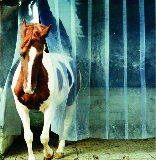 Tochtgordijn PVC, 300x3mm, per lopende meter - transparant, Dieren en Toebehoren, Paarden en Pony's | Overige Paardenspullen, Nieuw